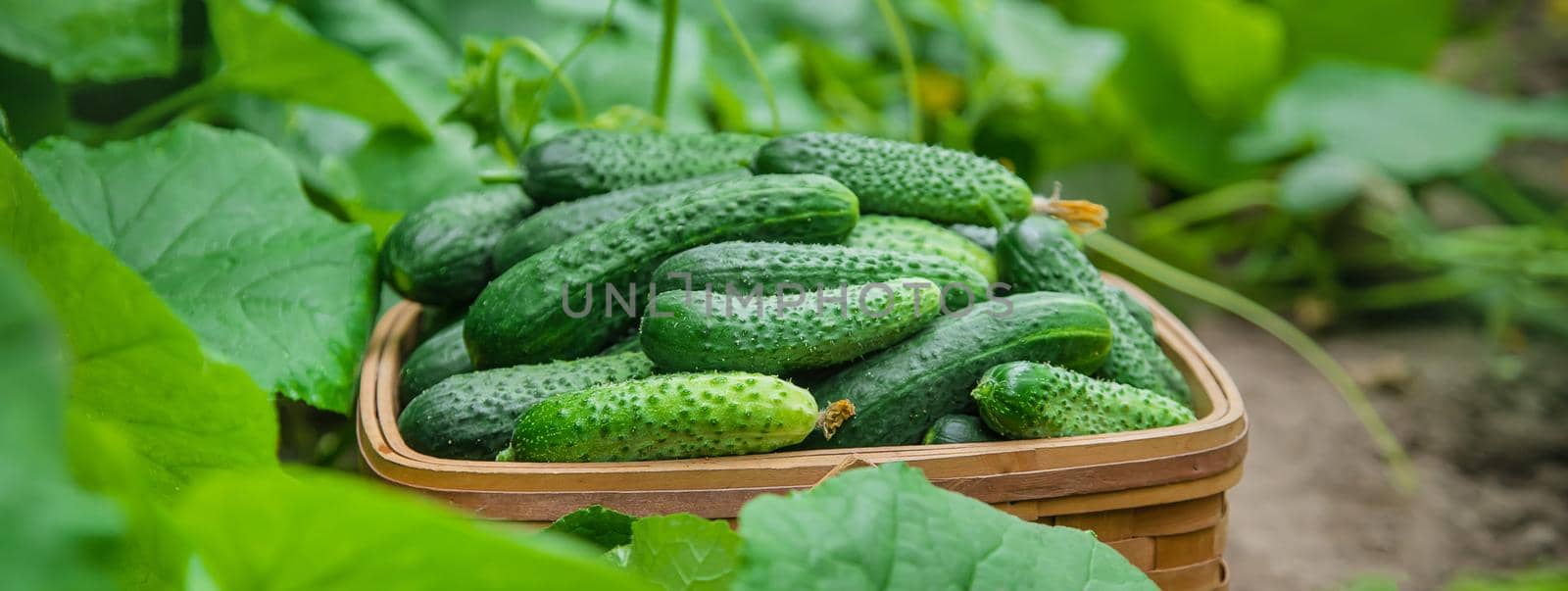 homemade cucumber cultivation and harvest. selective focus. by yanadjana