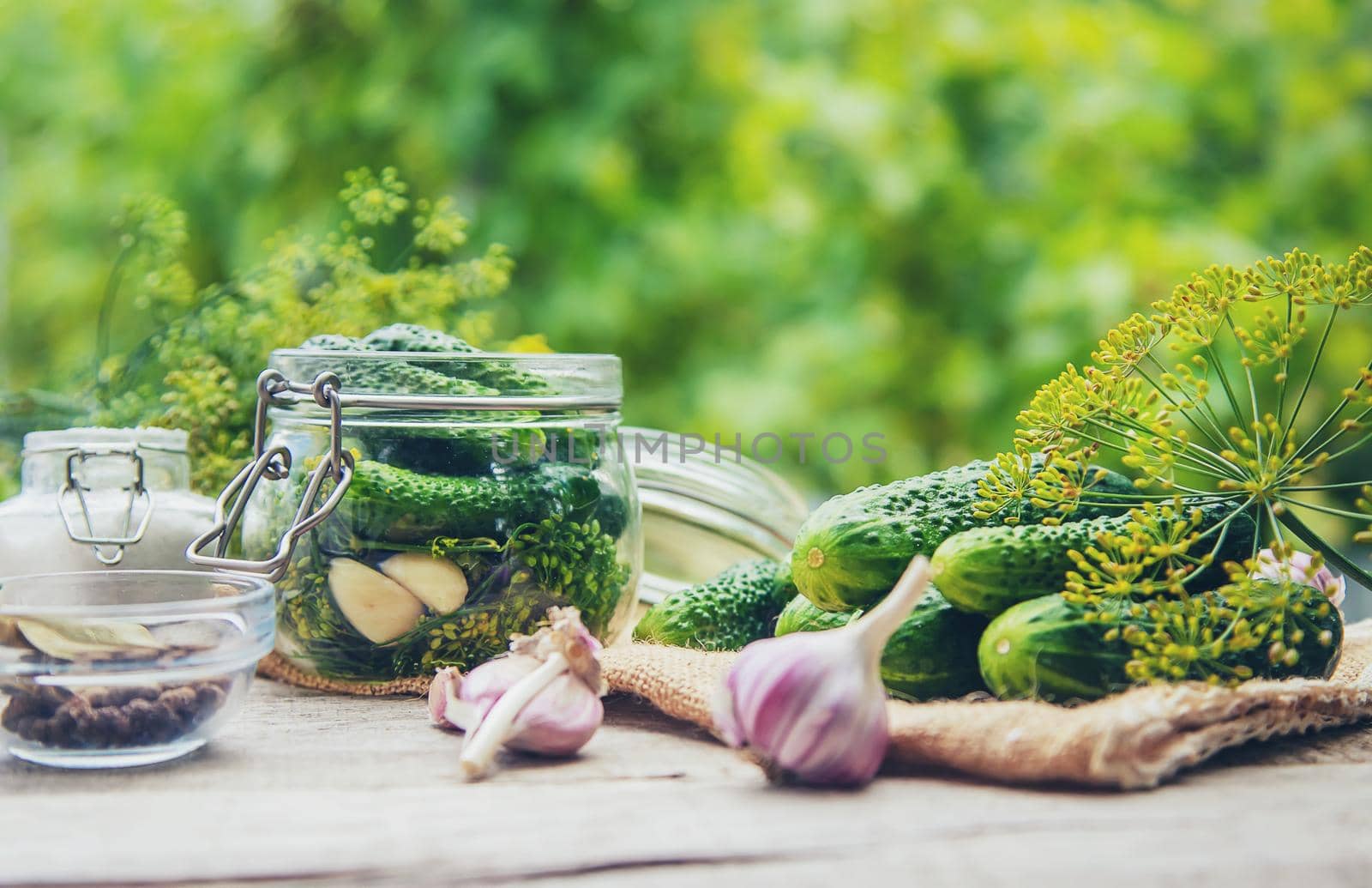 preservation of fresh house cucumbers. Selective focus. nature