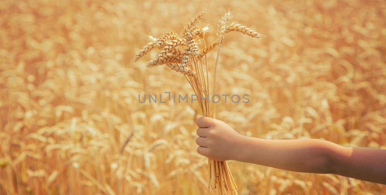 A child in a wheat field. Selective focus. nature.