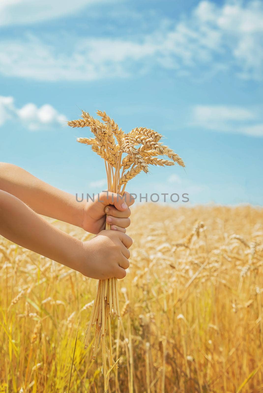 A child in a wheat field. Selective focus. nature.