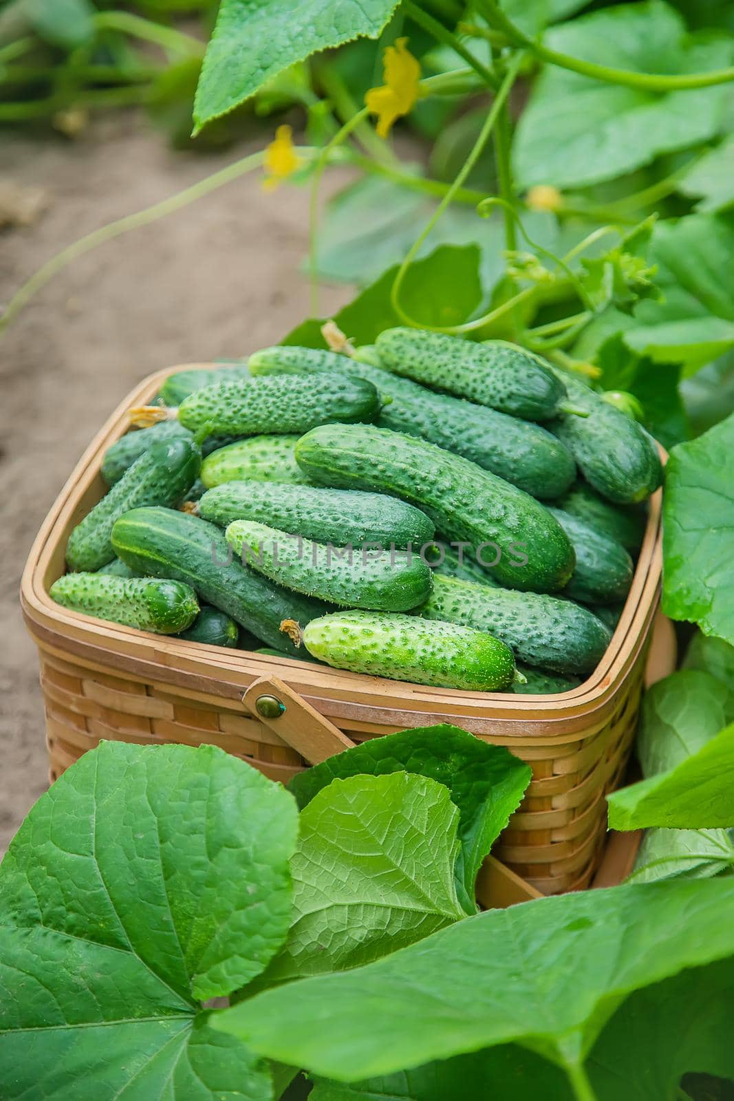 homemade cucumber cultivation and harvest. selective focus. nature