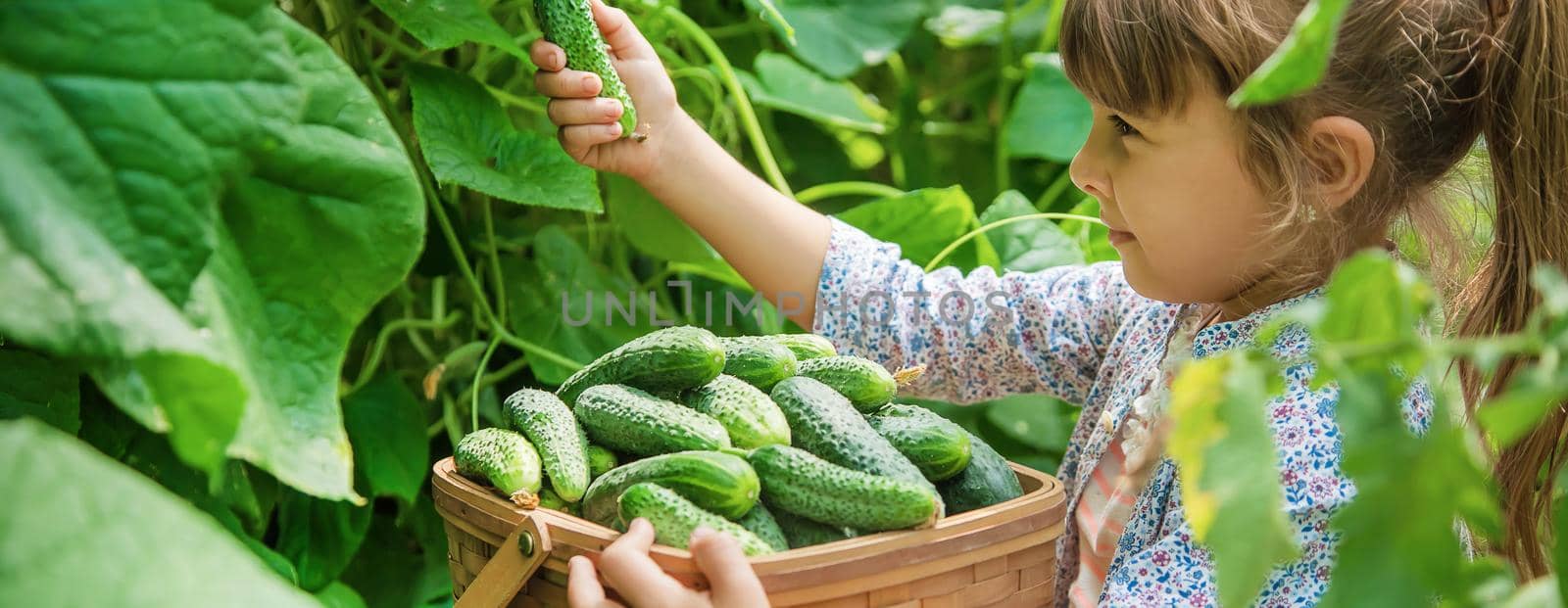 homemade cucumber cultivation and harvest in the hands of a child. selective focus. by yanadjana