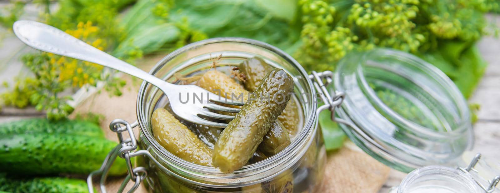 preservation of fresh house cucumbers. Selective focus. nature