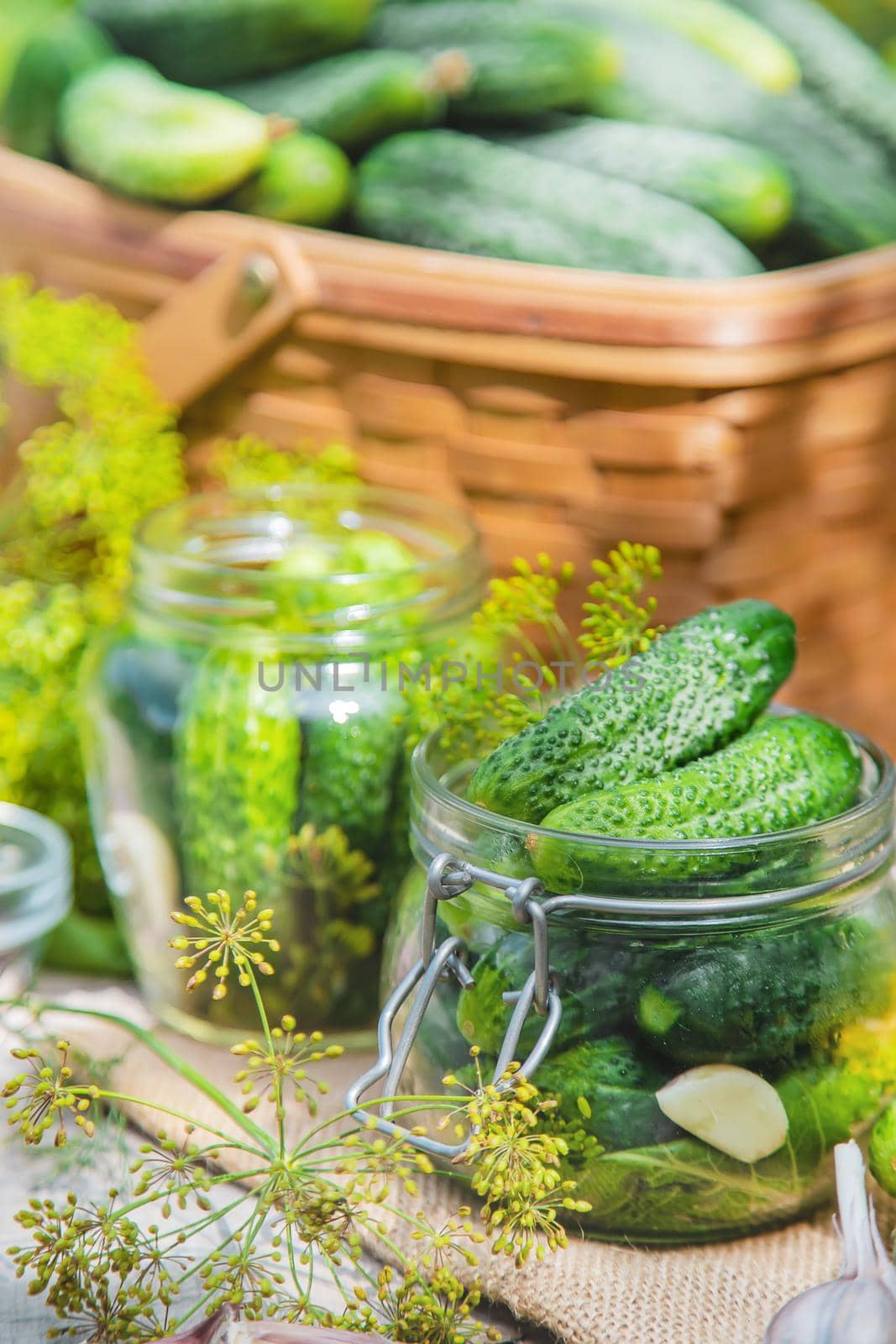 preservation of fresh house cucumbers. Selective focus. nature