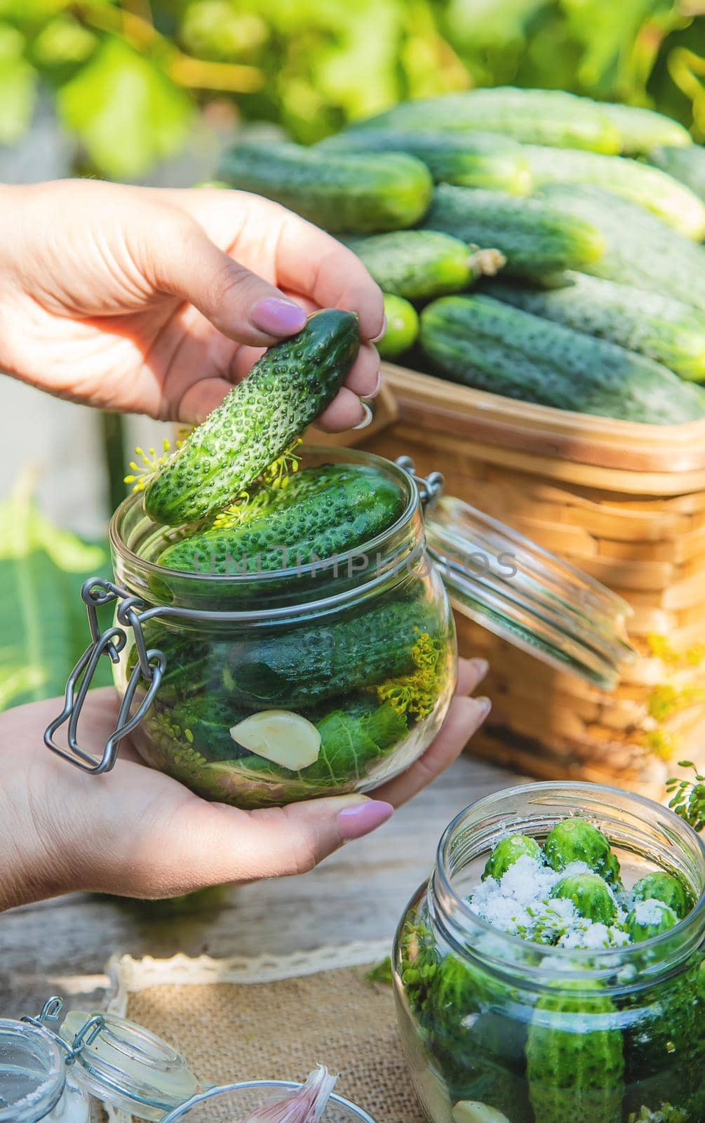 preservation of fresh house cucumbers. Selective focus. nature