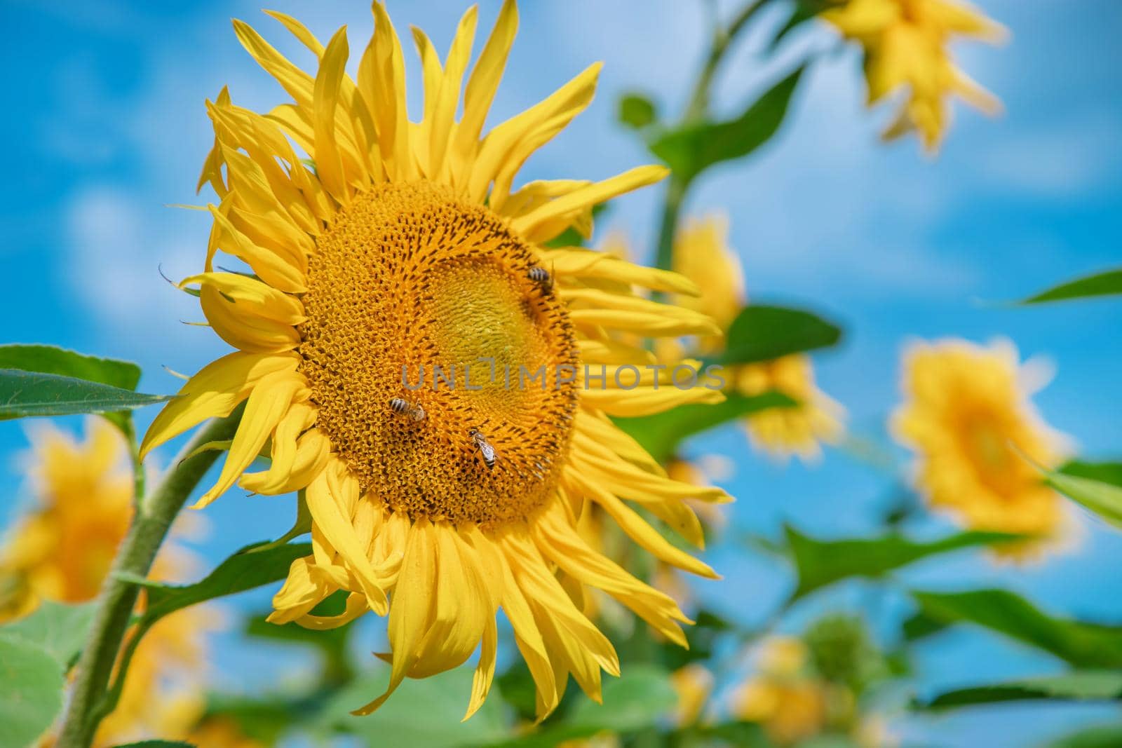 Field of blooming sunflowers. Nature. Selective focus nature