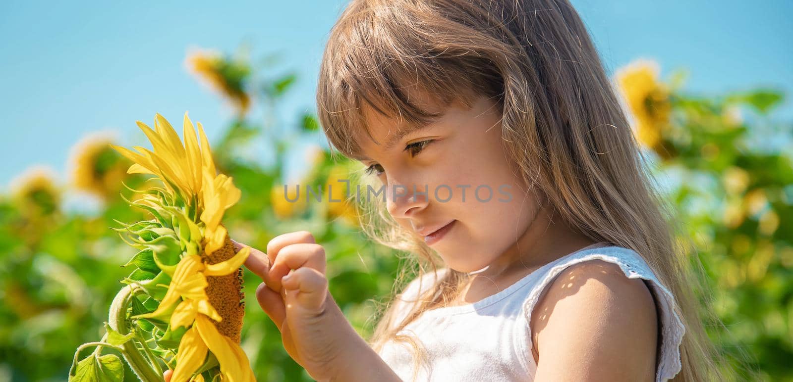 A child in a field of sunflowers. Selective focus.