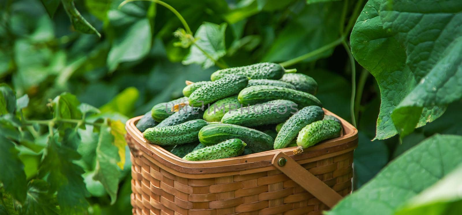 Harvest cucumbers in a basket. Selective focus. by yanadjana