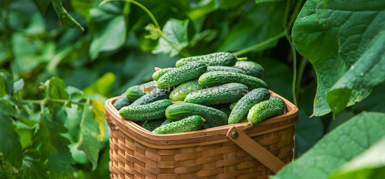 Harvest cucumbers in a basket. Selective focus. Food.