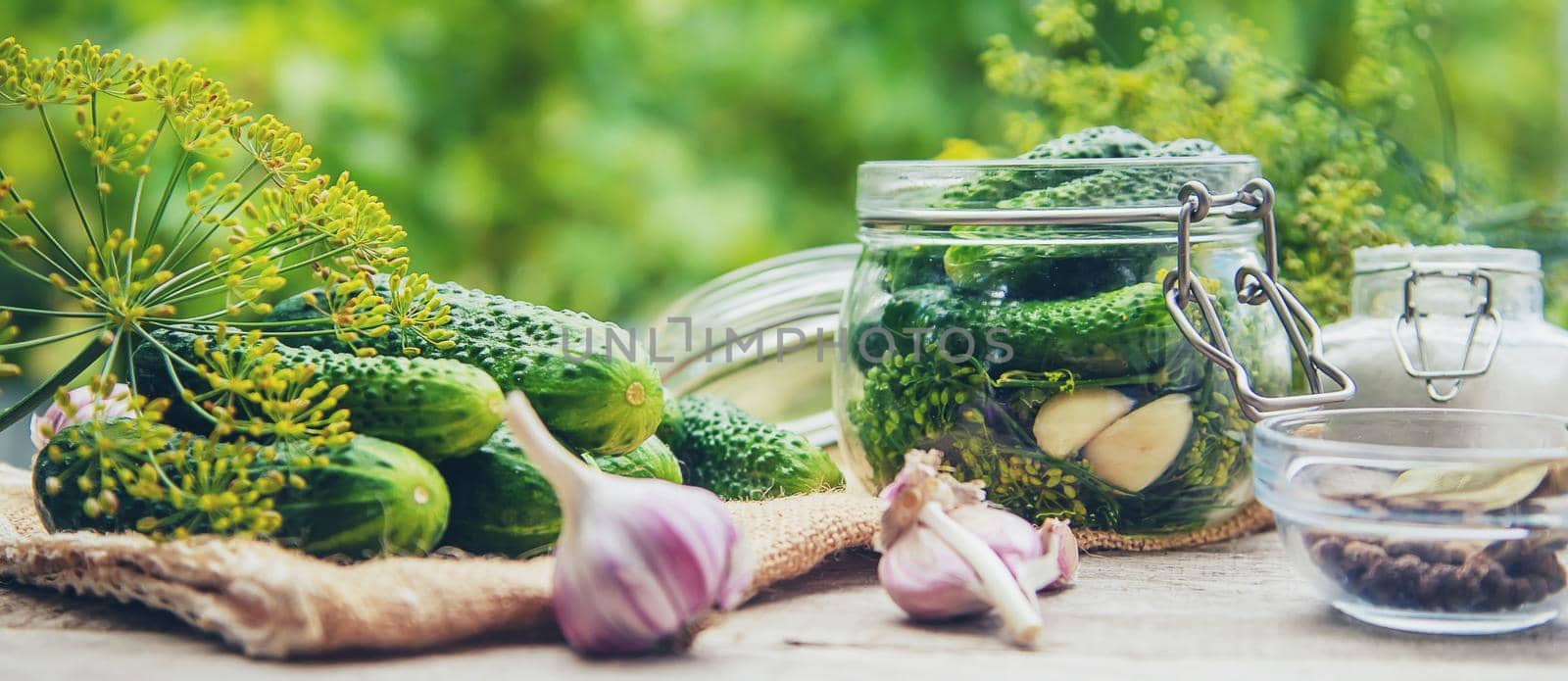 preservation of fresh house cucumbers. Selective focus. nature