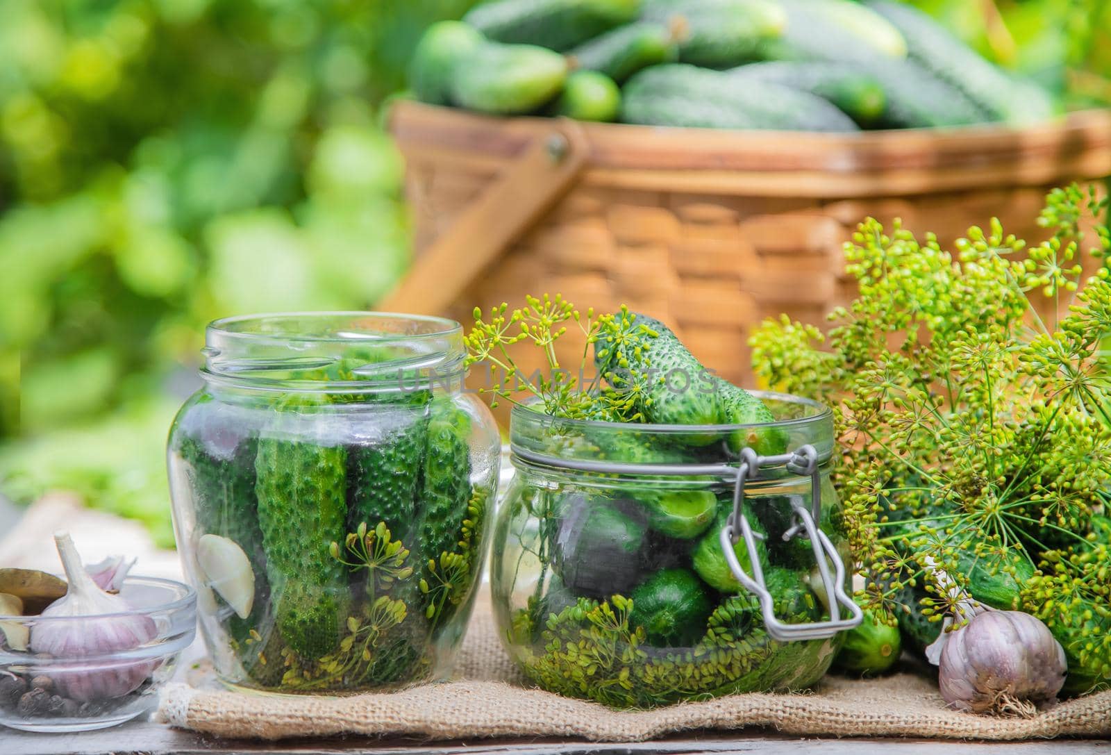 preservation of fresh house cucumbers. Selective focus. nature