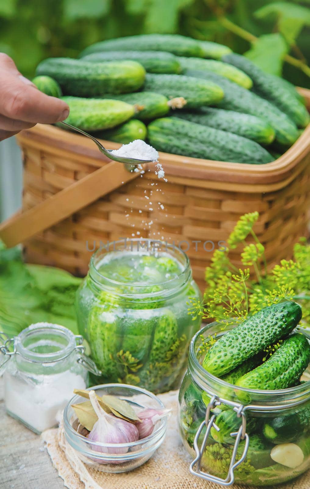 preservation of fresh house cucumbers. Selective focus. nature