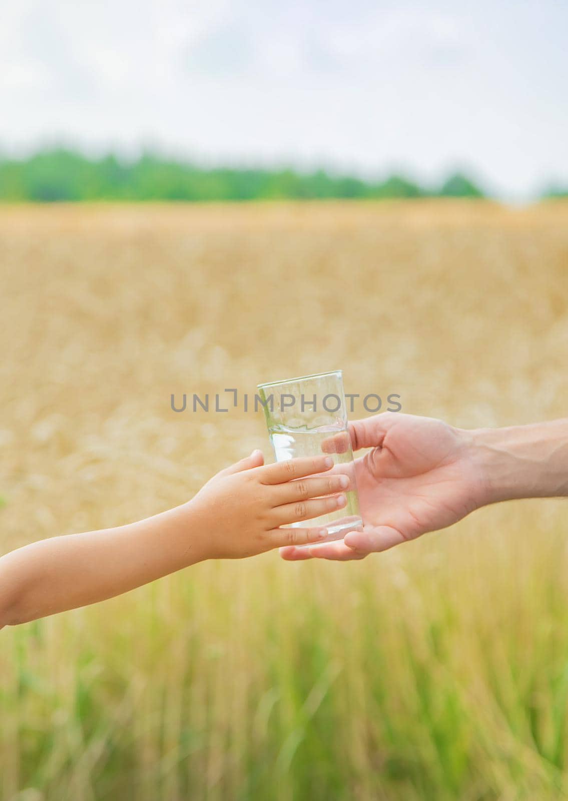 The father gives the child water in the background of the field. Selective focus. nature