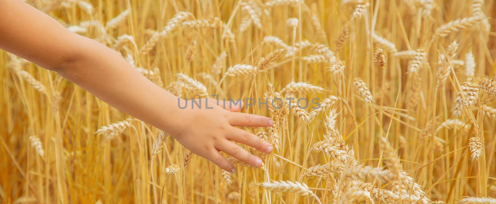 A child in a wheat field. Selective focus. by yanadjana