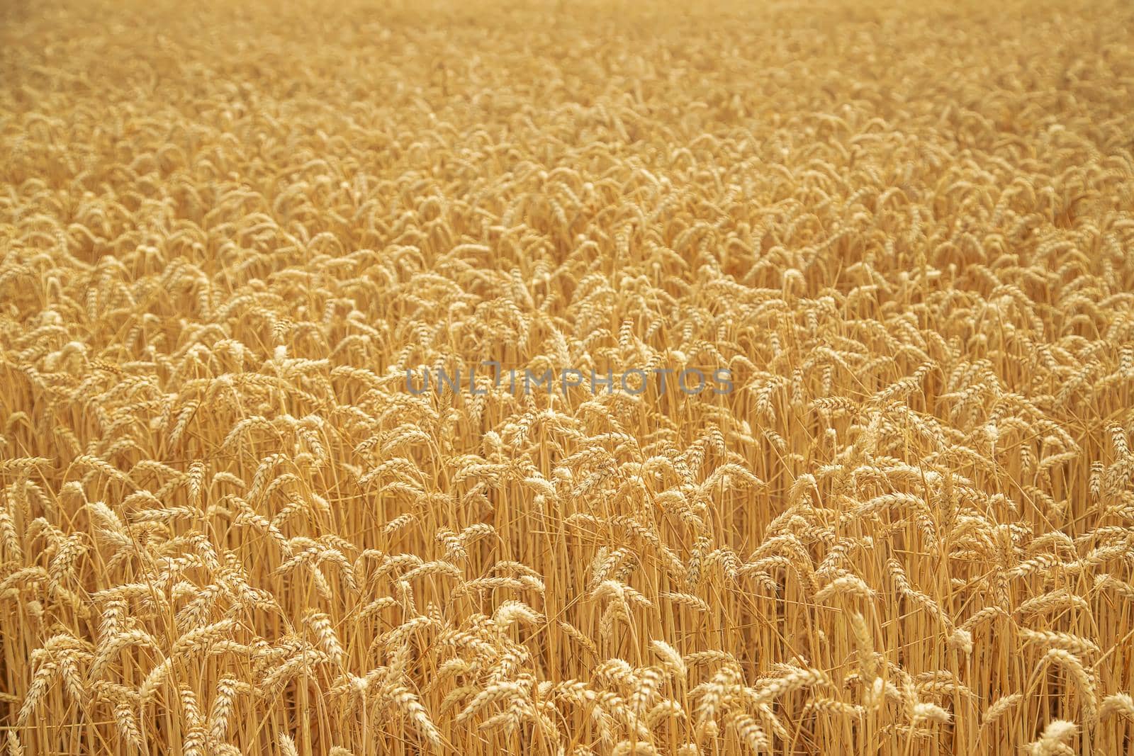 Wheat field on a sunny day. Selective focus. by yanadjana