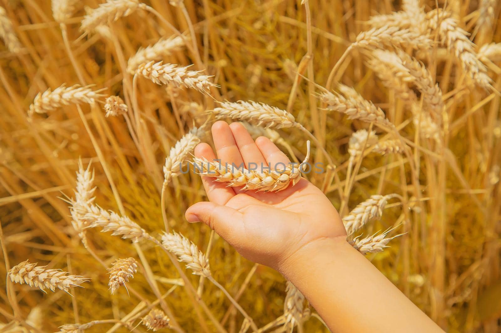 A child in a wheat field. Selective focus. nature.