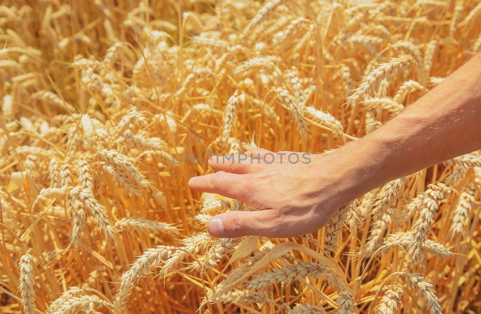 A man with spikelets of wheat in his hands. Selective focus. nature.