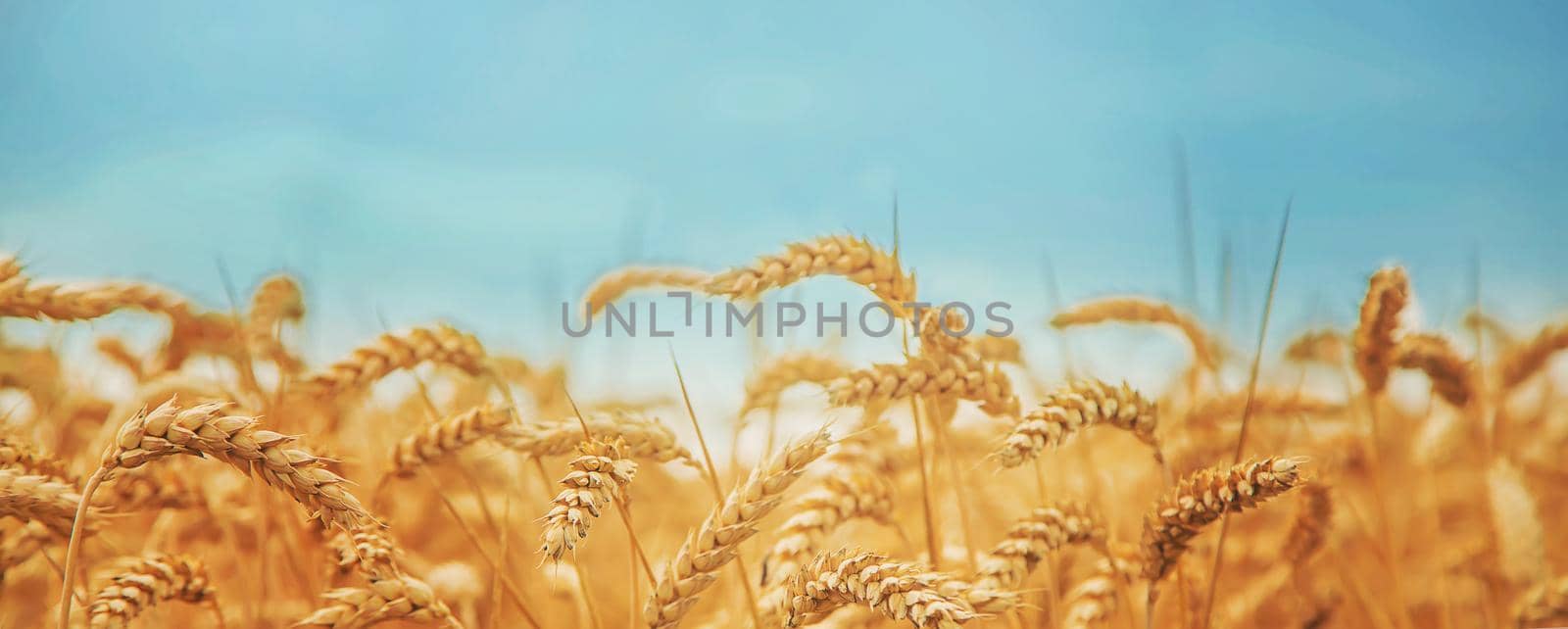 Wheat field on a sunny day. Selective focus. by yanadjana