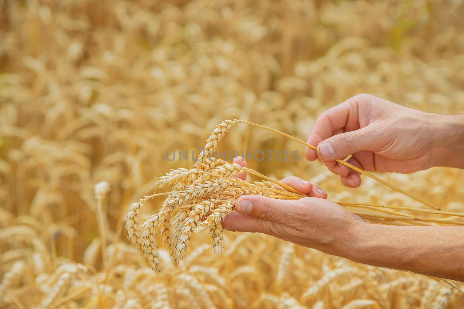 A man with spikelets of wheat in his hands. Selective focus. nature.