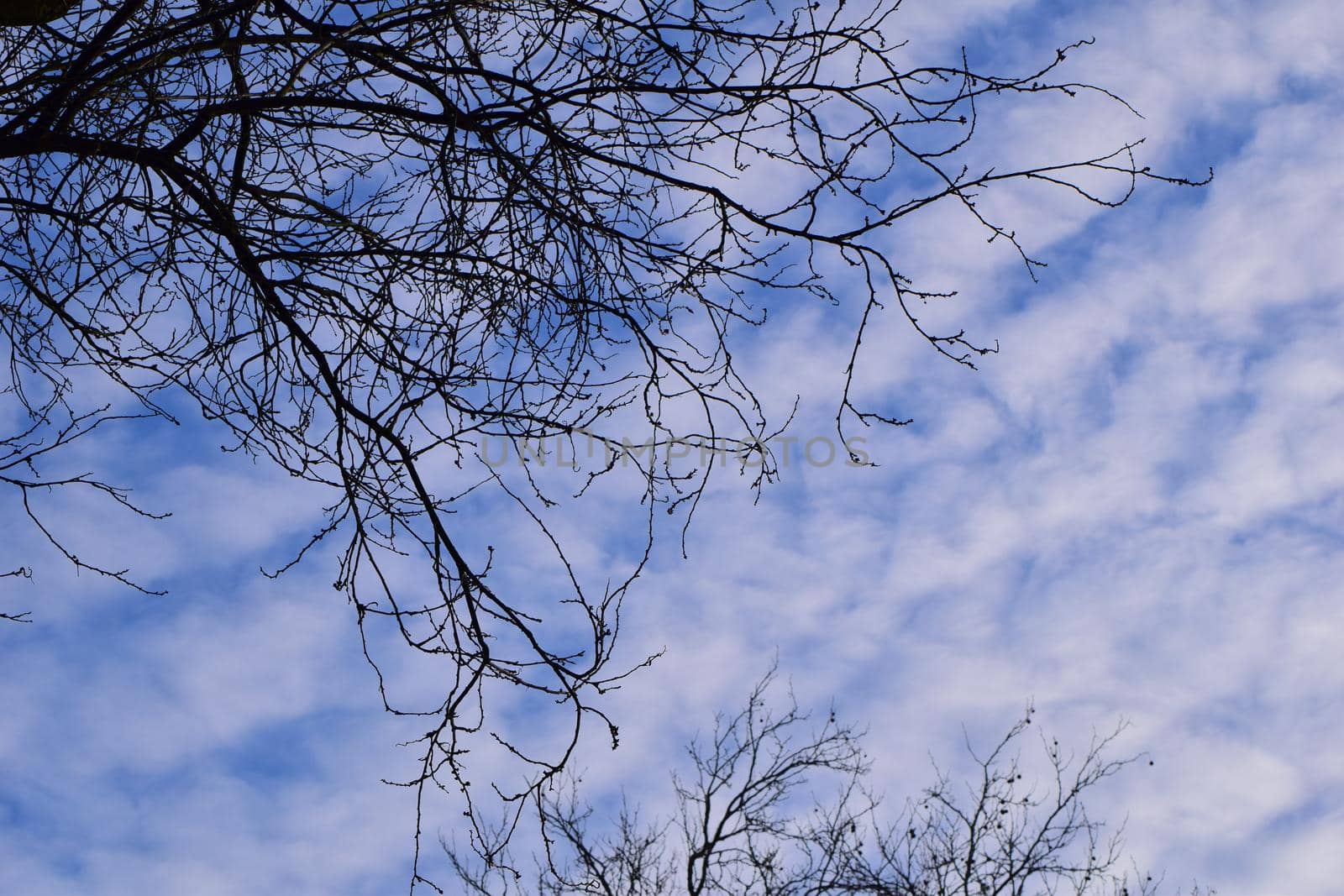 Bare plane tree branches from below against a blue sky with white clouds