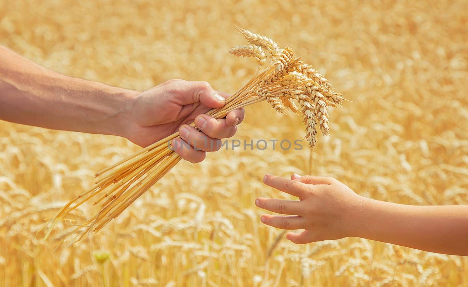 A man with a child holds spikelets of wheat in his hands. Selective focus. nature.
