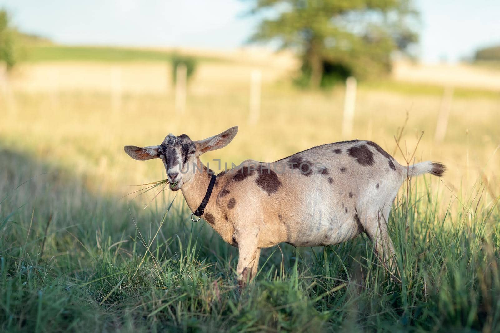 Brown spotted Nubian goat stands in the meadow and chews the grass by Lincikas