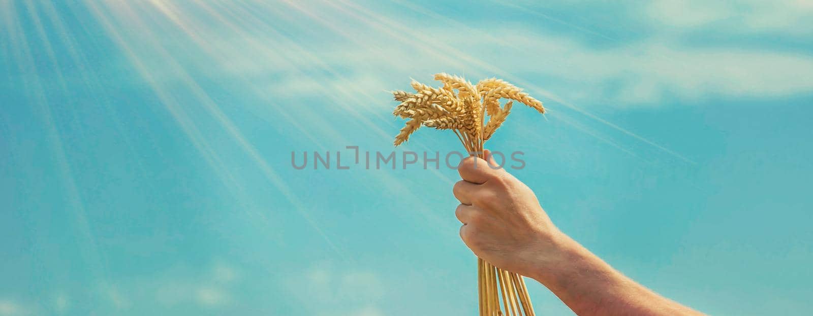 A man with spikelets of wheat in his hands. Selective focus. nature.