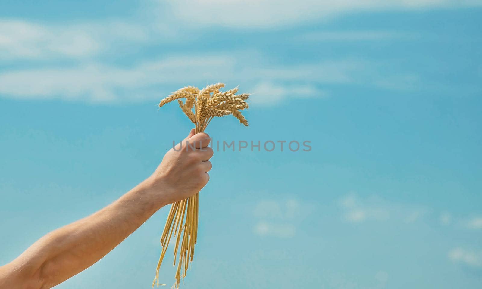 A man with spikelets of wheat in his hands. Selective focus. nature.