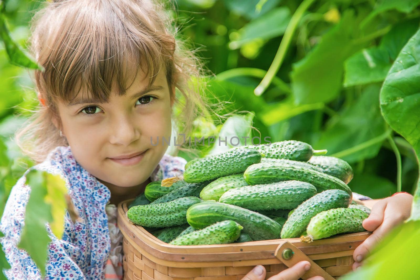 homemade cucumber cultivation and harvest in the hands of a child. selective focus.