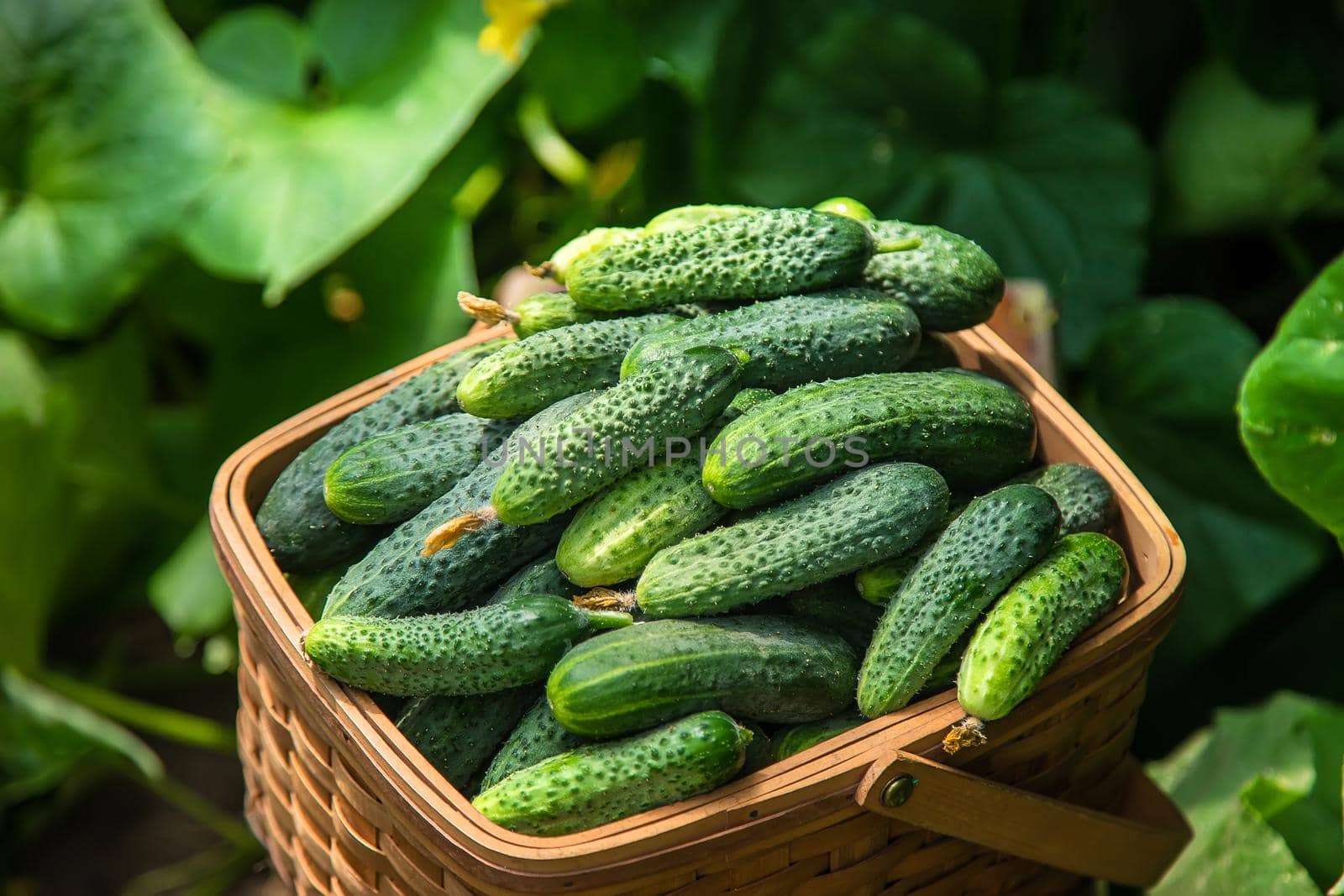 Harvest cucumbers in a basket. Selective focus. Food.