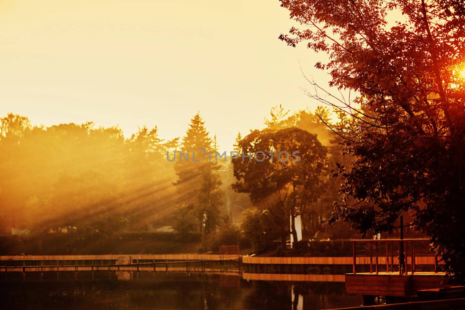 Sunset in the Park. The lake in the Park. Sunlight through the trees.