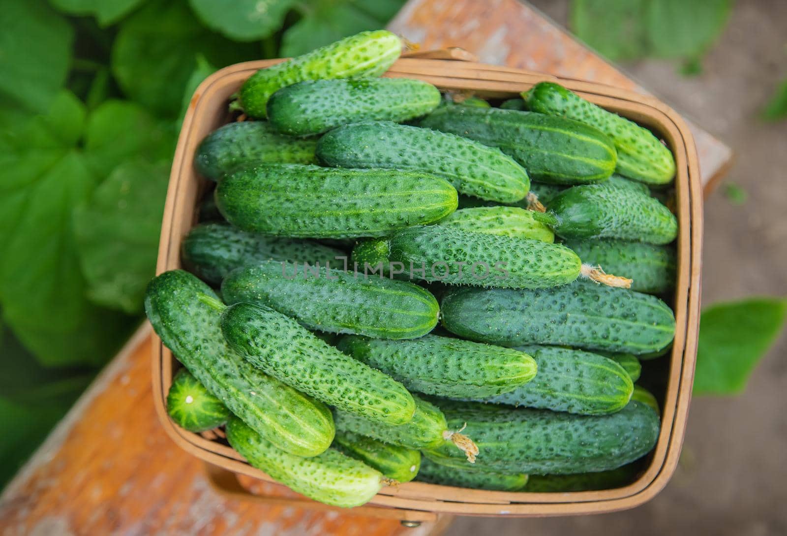 homemade cucumber cultivation and harvest. selective focus. nature
