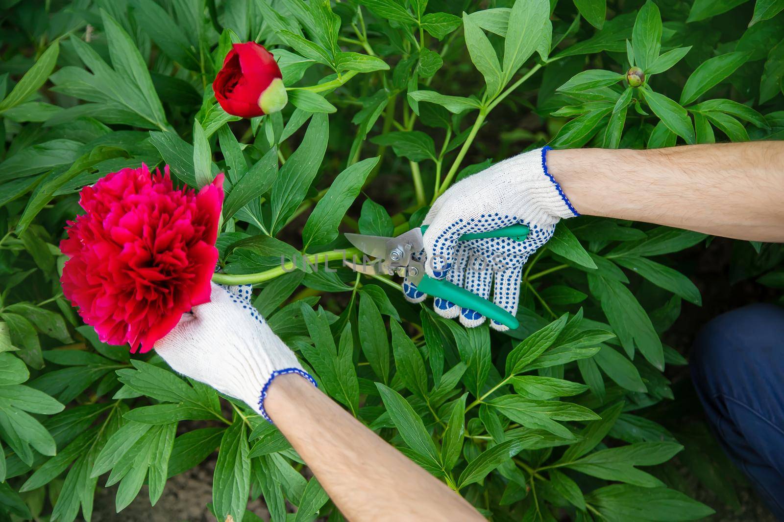 gardener pruning flowers Garden. Selective focus. nature flowers