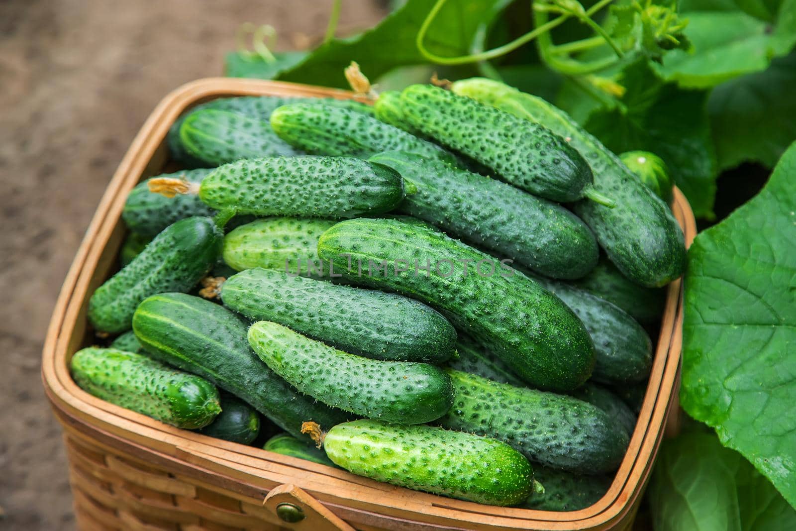 Harvest cucumbers in a basket. Selective focus. Food.