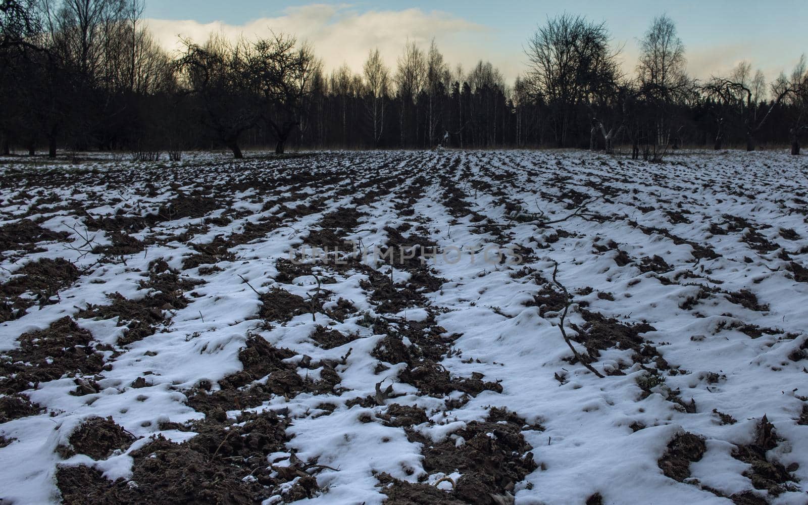 Potato field in winter, perspective view by scudrinja