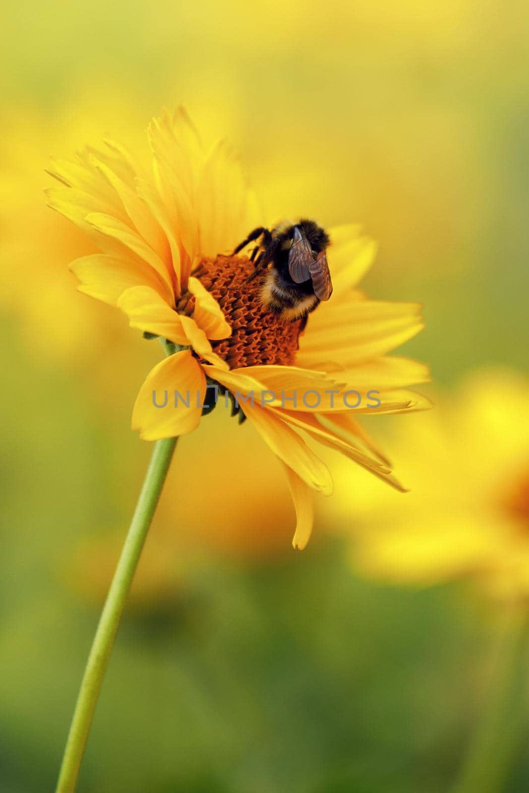 Close up on yellow Echinacea flowers, garden blooming by Lincikas