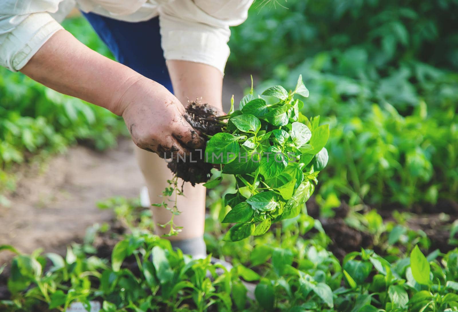 worker with pepper seedlings in spring. Selective focus. nature.