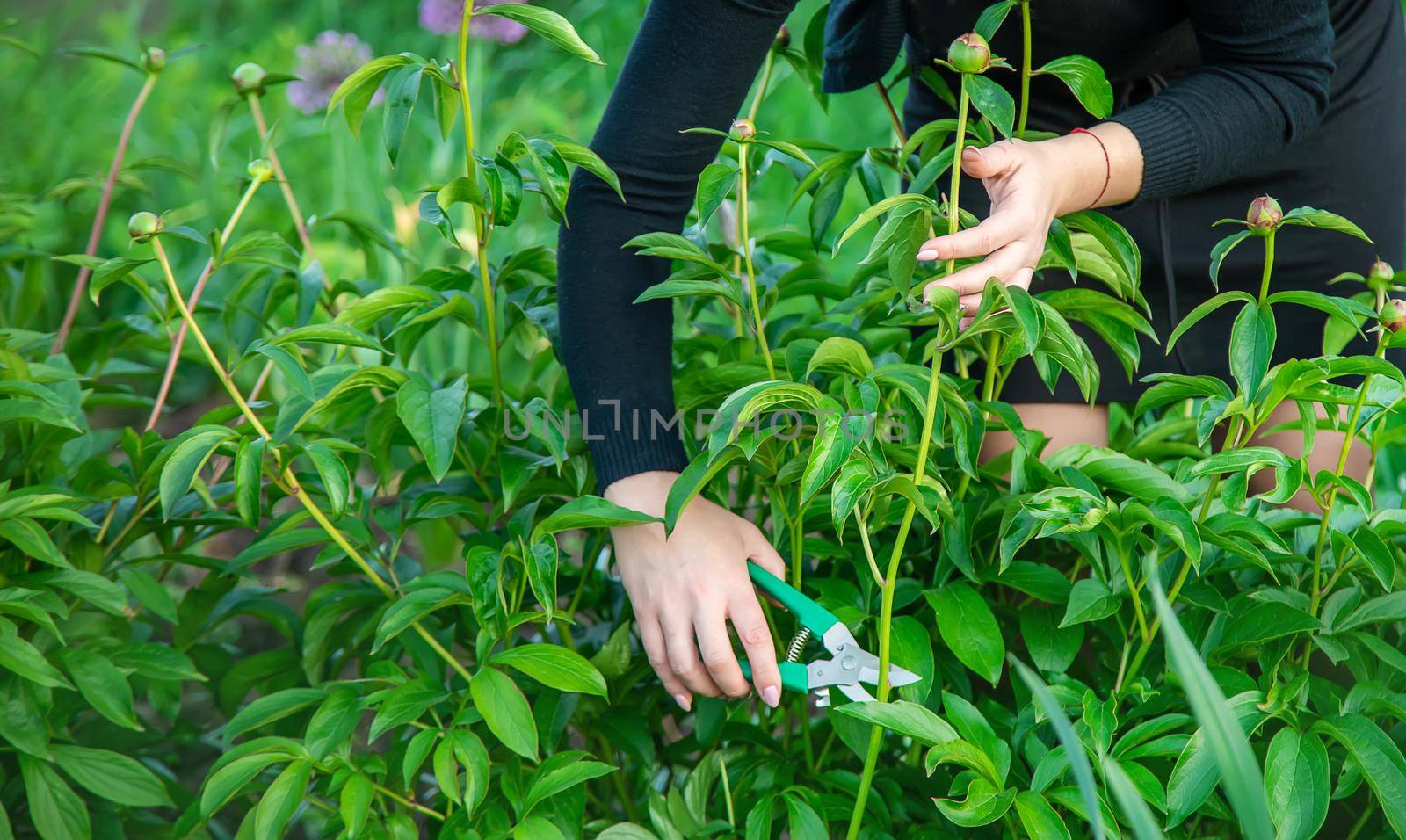 gardener pruning flowers Garden. Selective focus. nature flowers