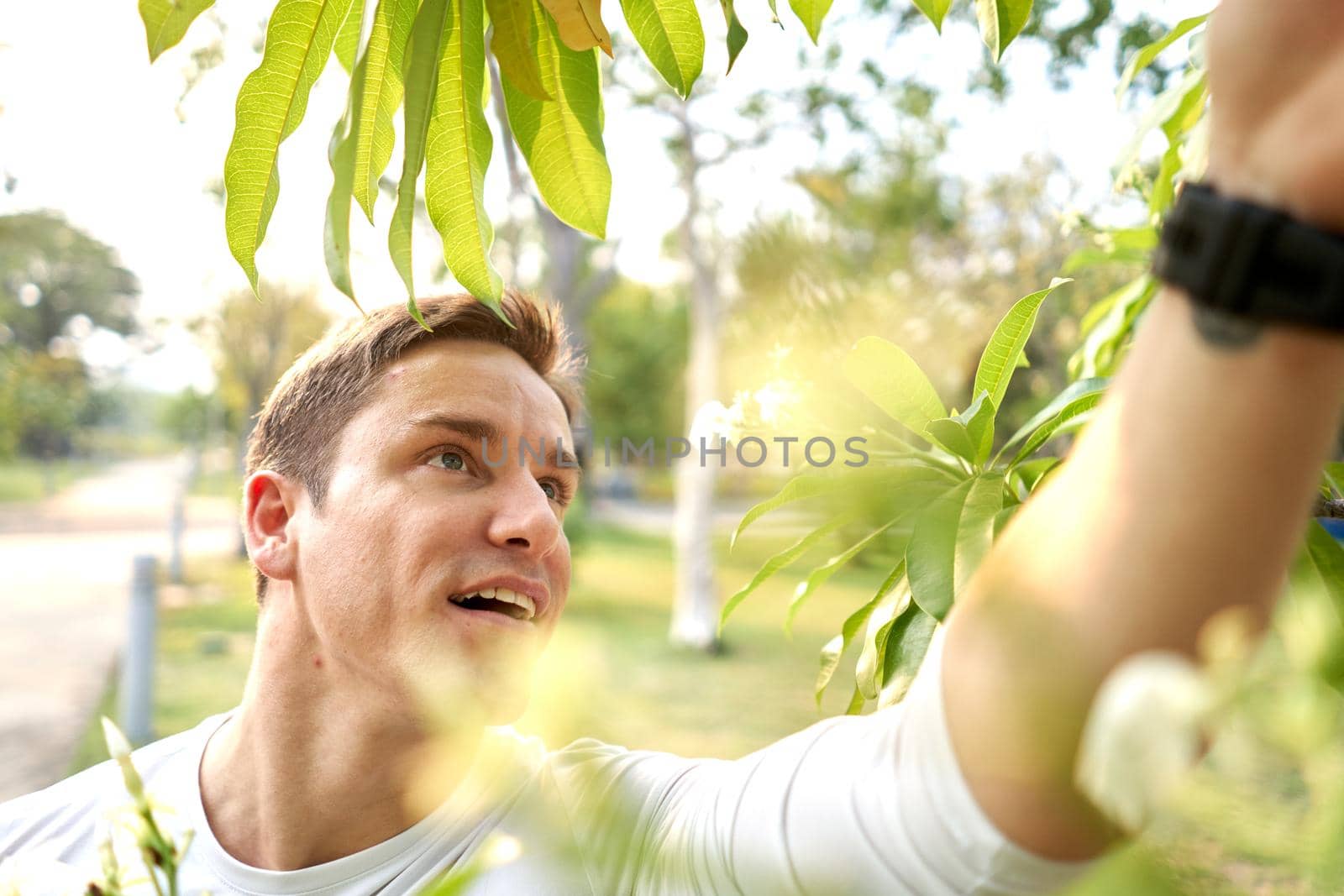 Man plucking a flower from a tree in the park by WesternExoticStockers