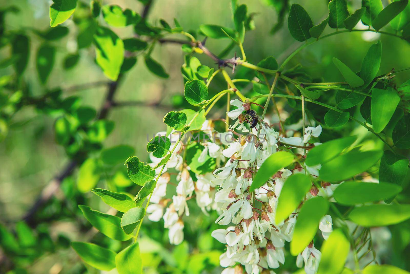 Flowering acacia tree in the garden. Selective focus. nature.