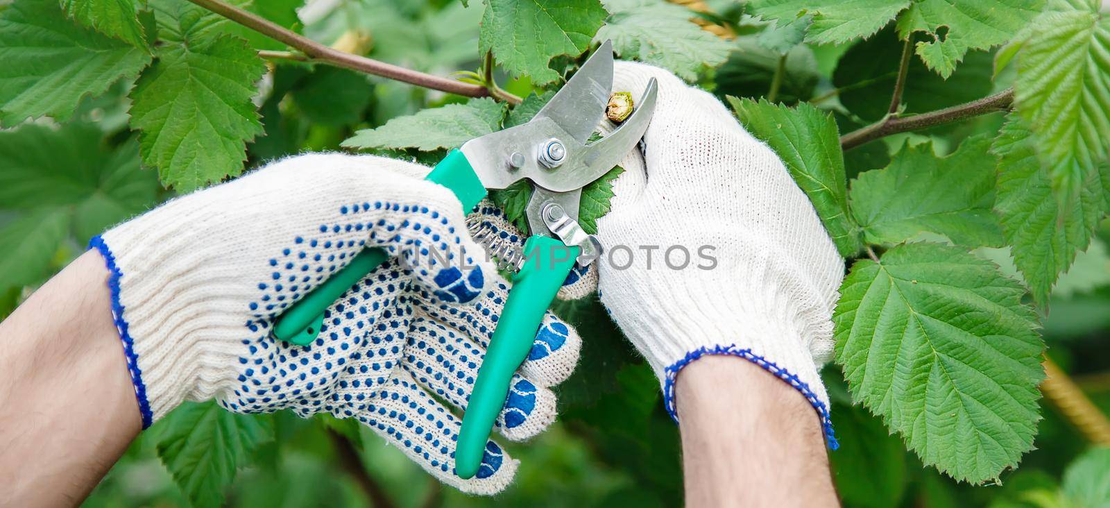 gardener pruning shears bushes. Garden. Selective focus nature