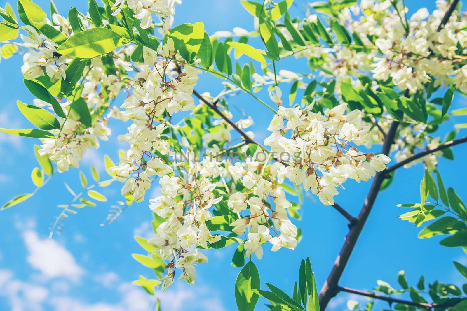 Flowering acacia tree in the garden. Selective focus. nature.