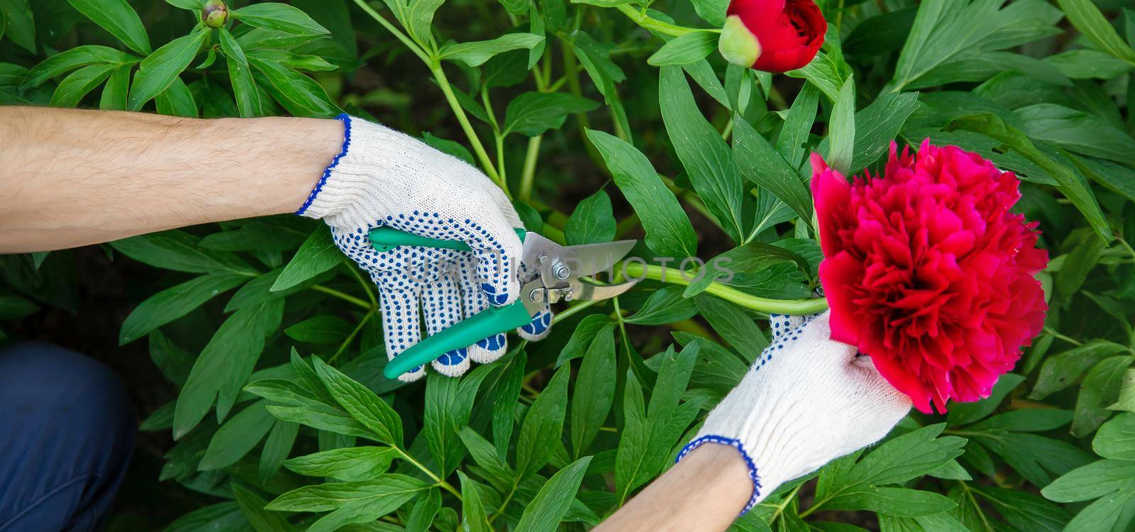 gardener pruning flowers Garden. Selective focus. nature flowers