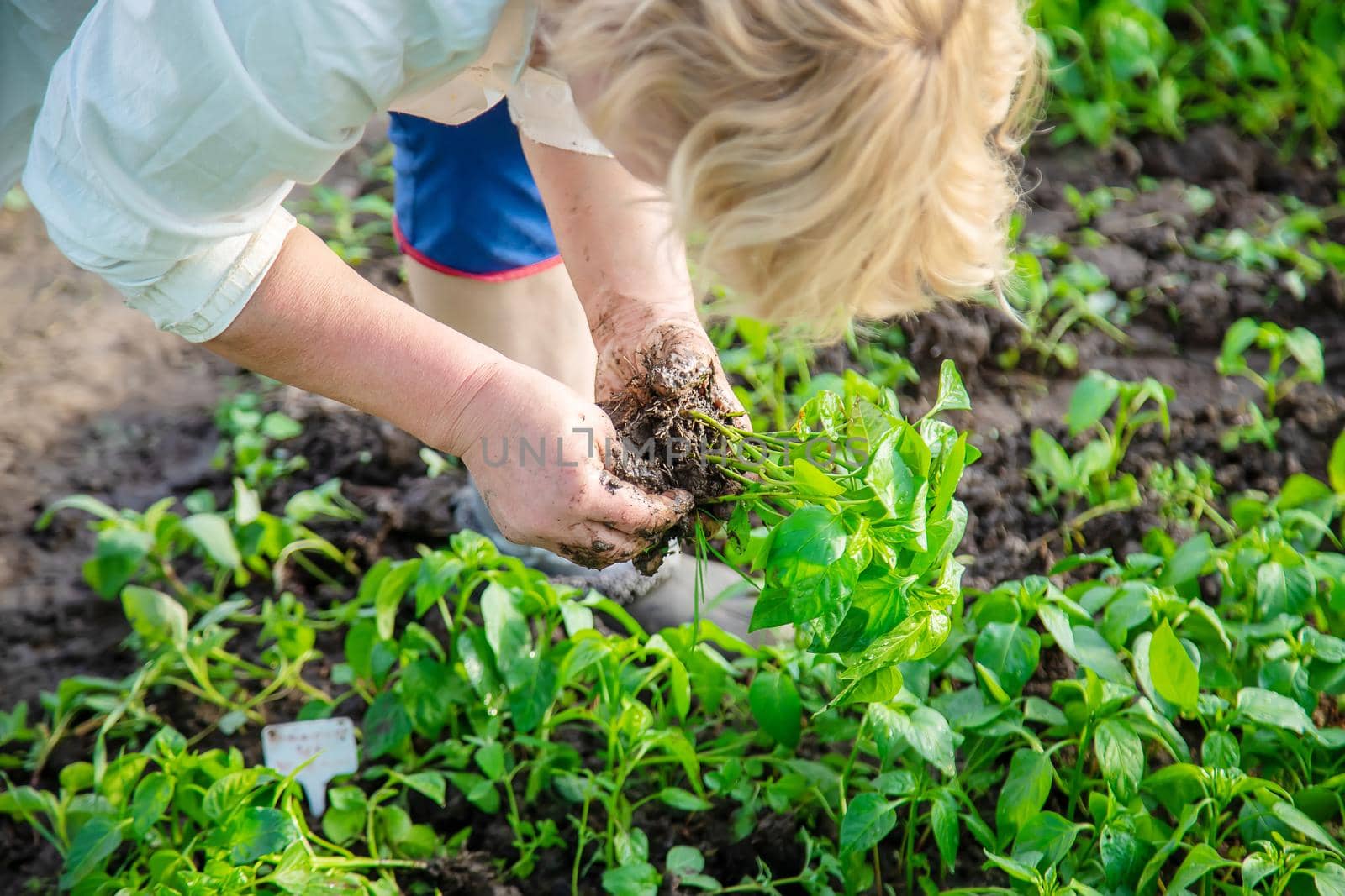worker with pepper seedlings in spring. Selective focus. nature.
