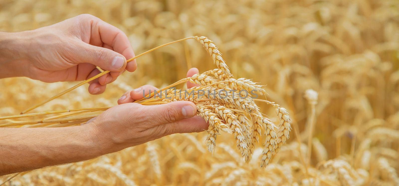 A man with spikelets of wheat in his hands. Selective focus. nature.