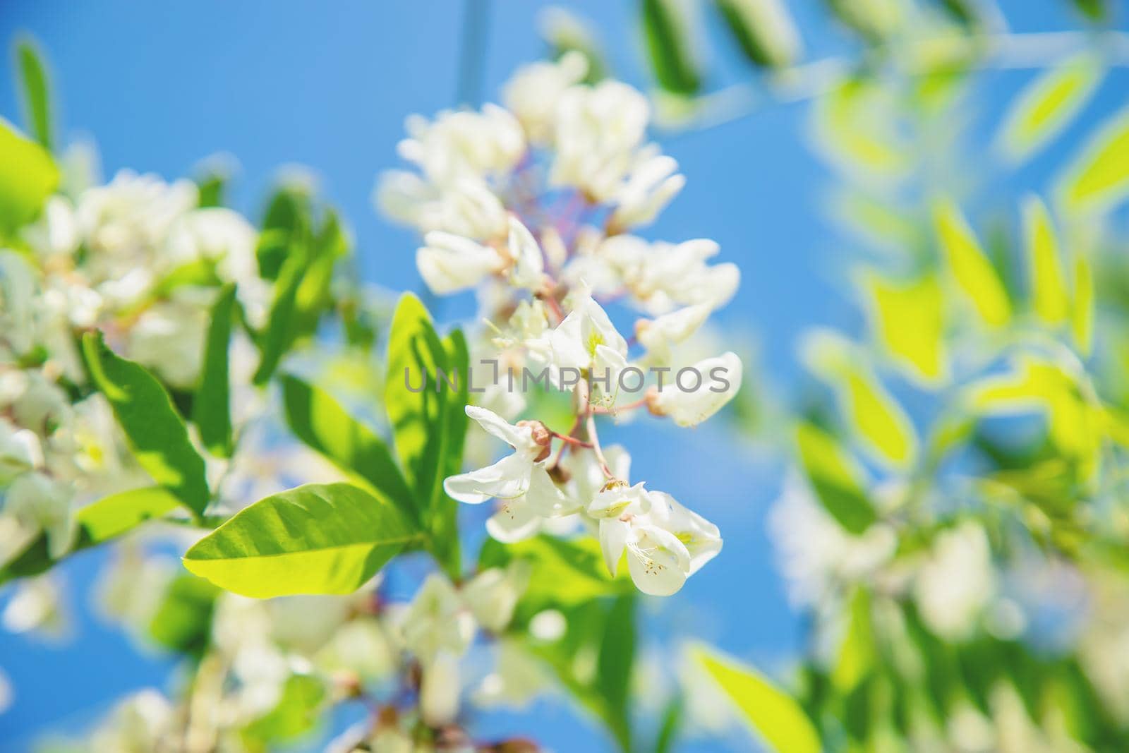 Flowering acacia tree in the garden. Selective focus. nature.