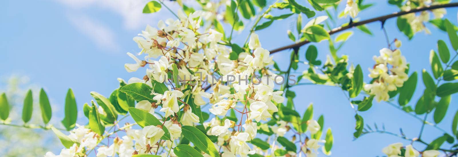 Flowering acacia tree in the garden. Selective focus. by yanadjana