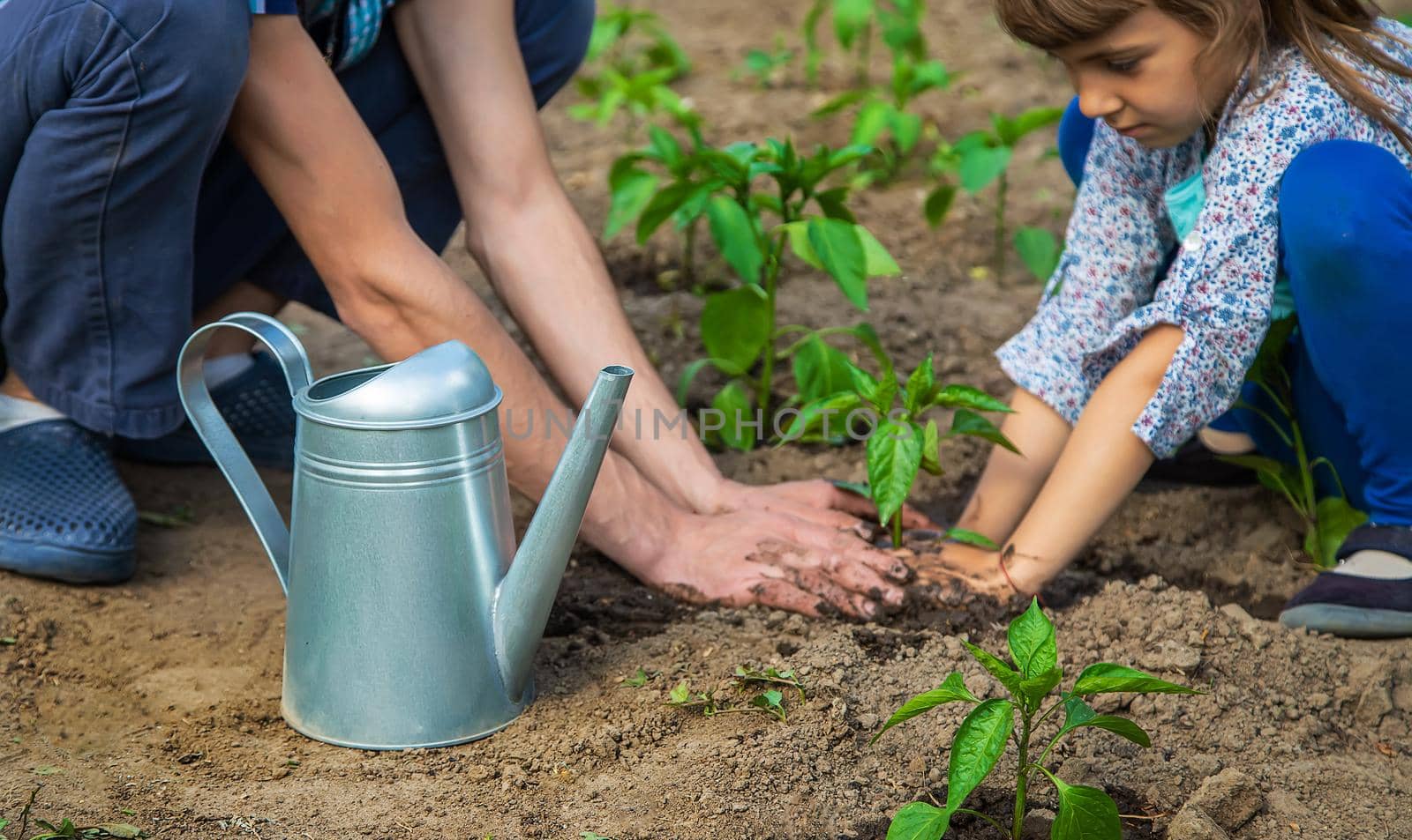 The child and father are planting a plant. Selective focus. by yanadjana