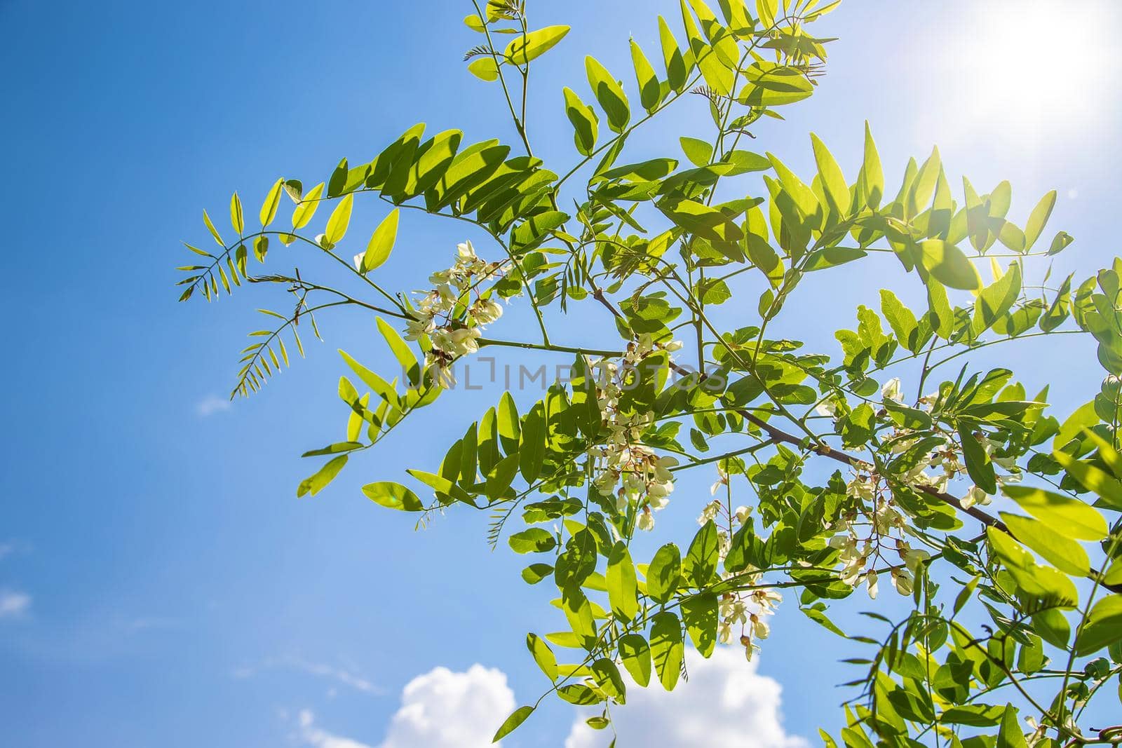 Flowering acacia tree in the garden. Selective focus. nature.