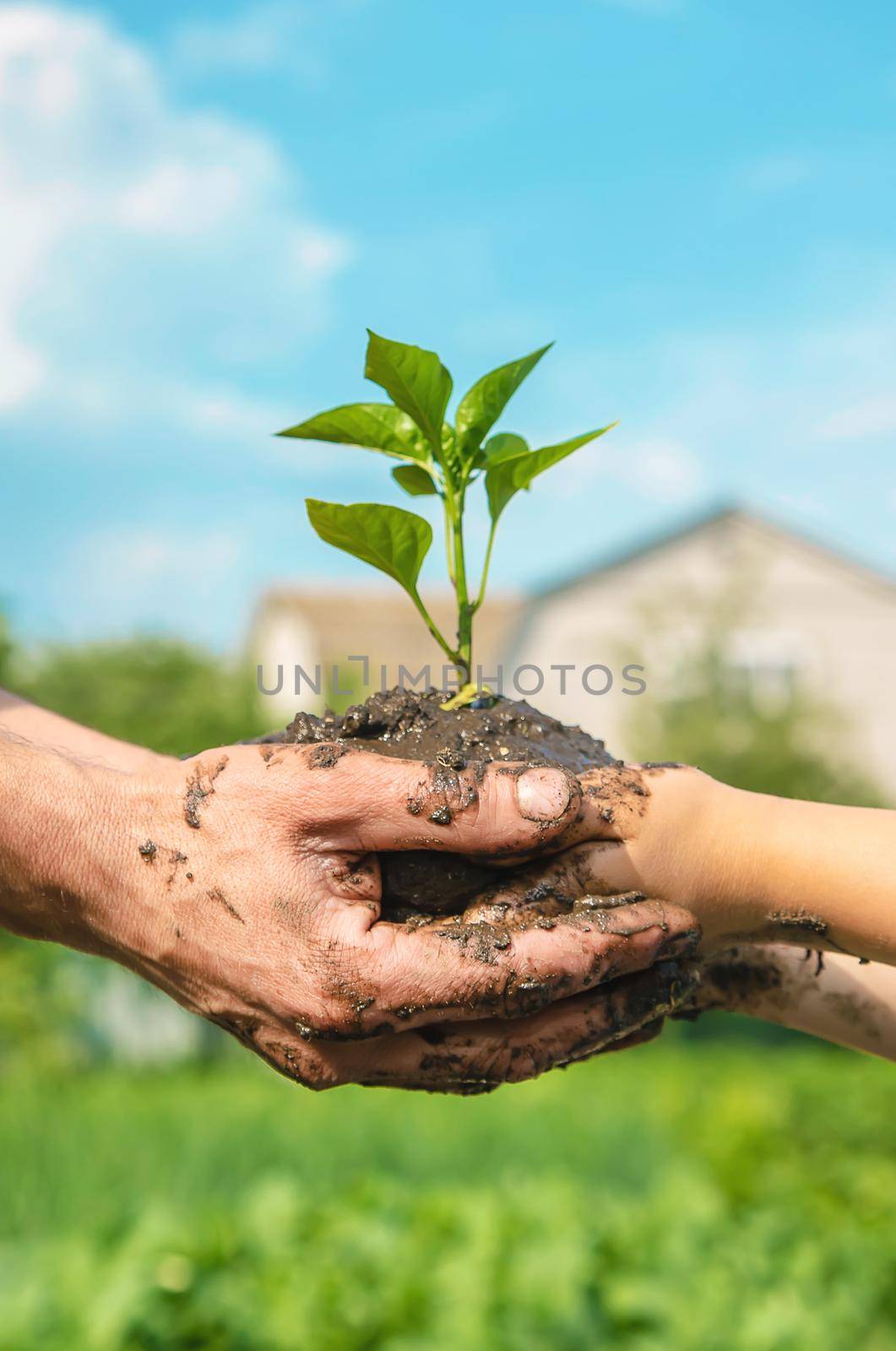 child and father plants in the garden. Selective focus. nature.